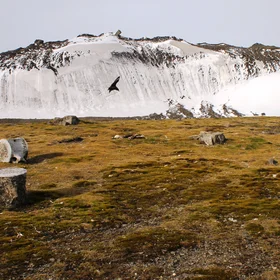 Whale bones, raised beaches and moraine, Byers Peninsula, Antarctica