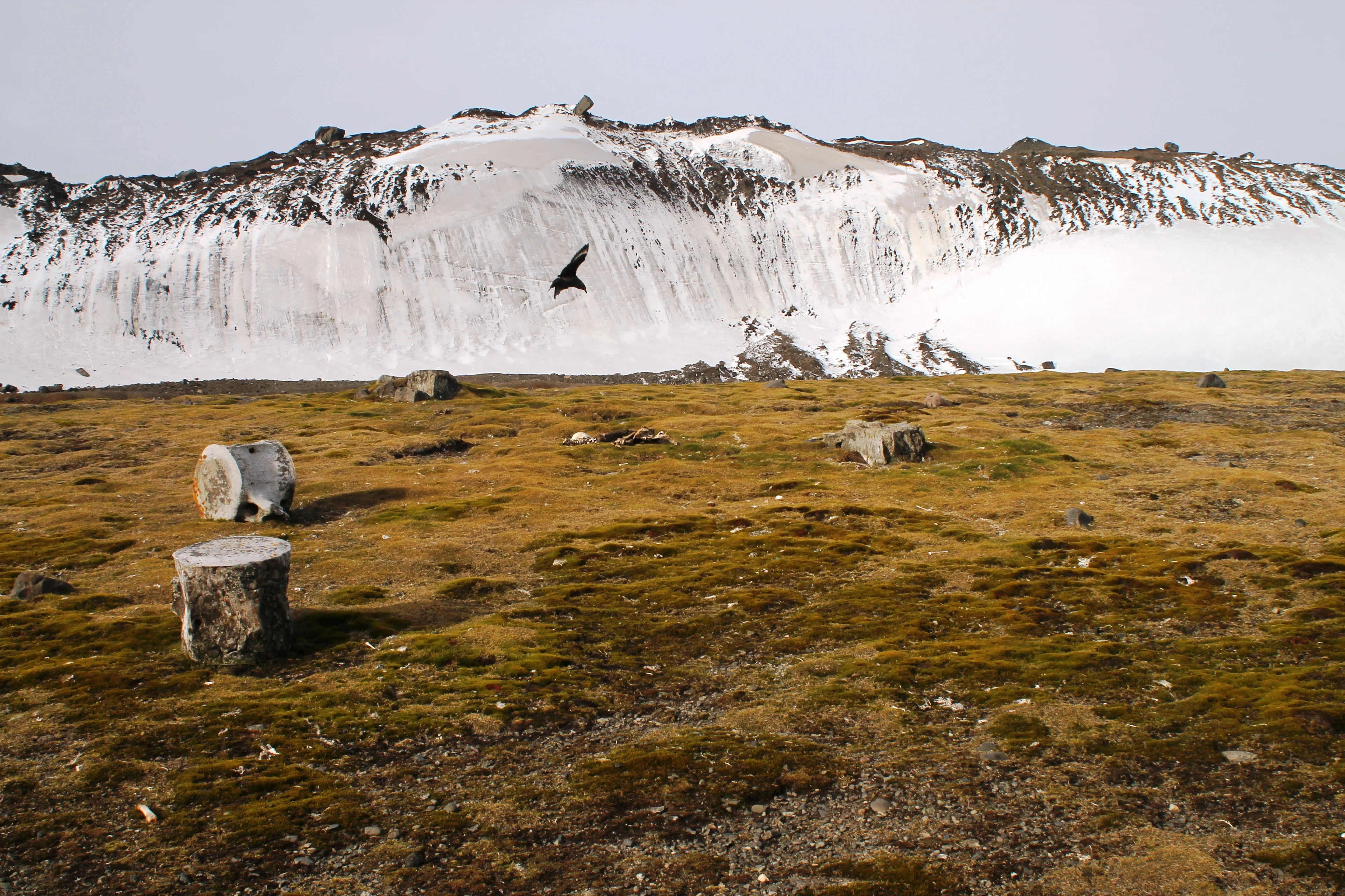 Whale bones, raised beaches and moraine, Byers Peninsula, Antarctica