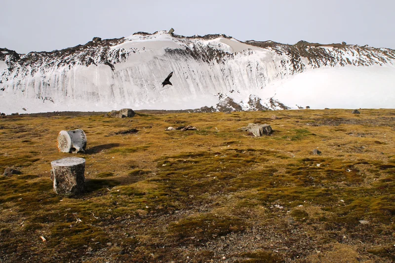 Whale bones, raised beaches and moraine, Byers Peninsula, Antarctica