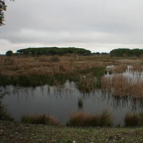 La Rocina wetlands