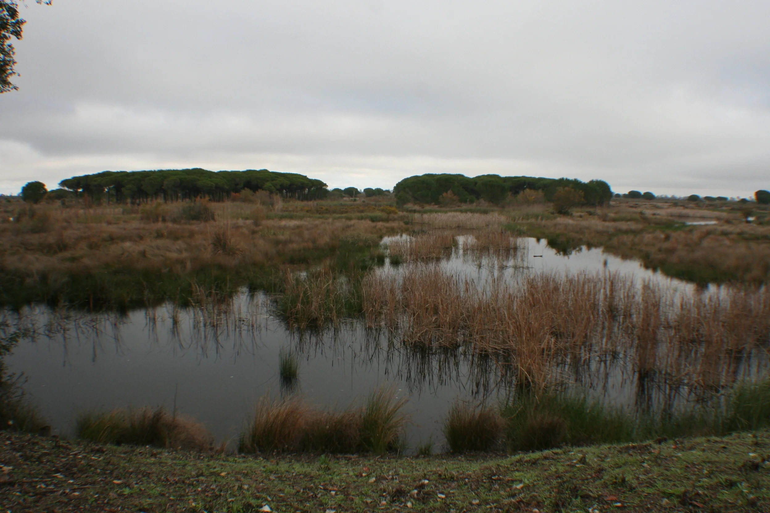 La Rocina wetlands