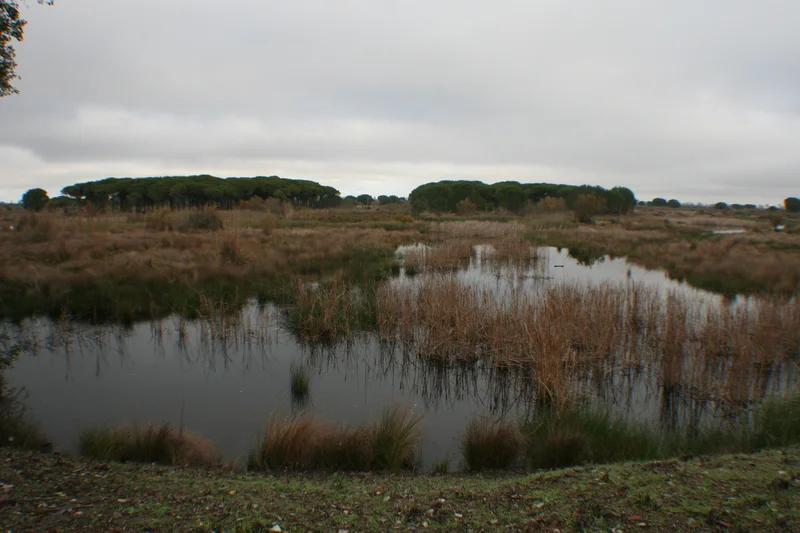 La Rocina wetlands