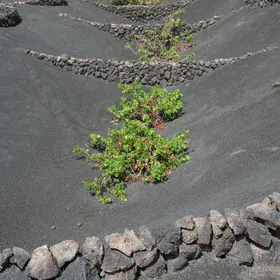 Cropped soils in La Geria