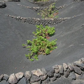 Cropped soils in La Geria