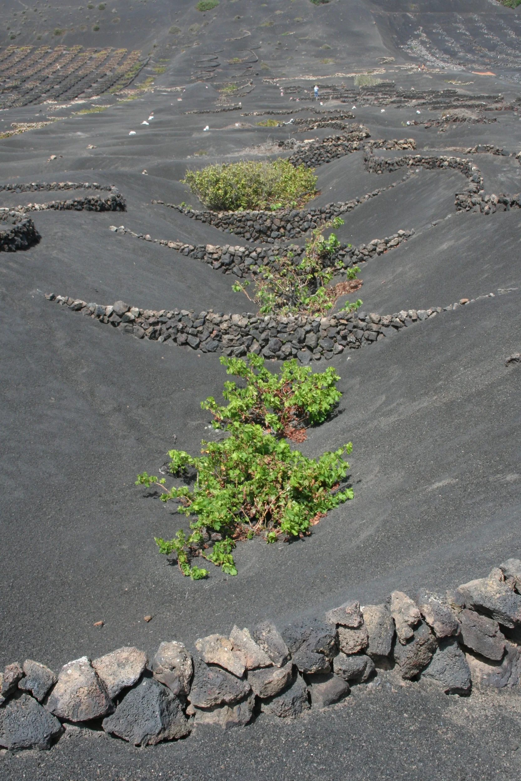 Cropped soils in La Geria