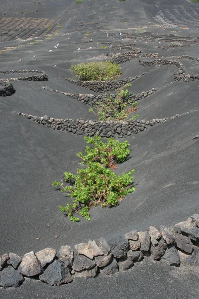 Cropped soils in La Geria