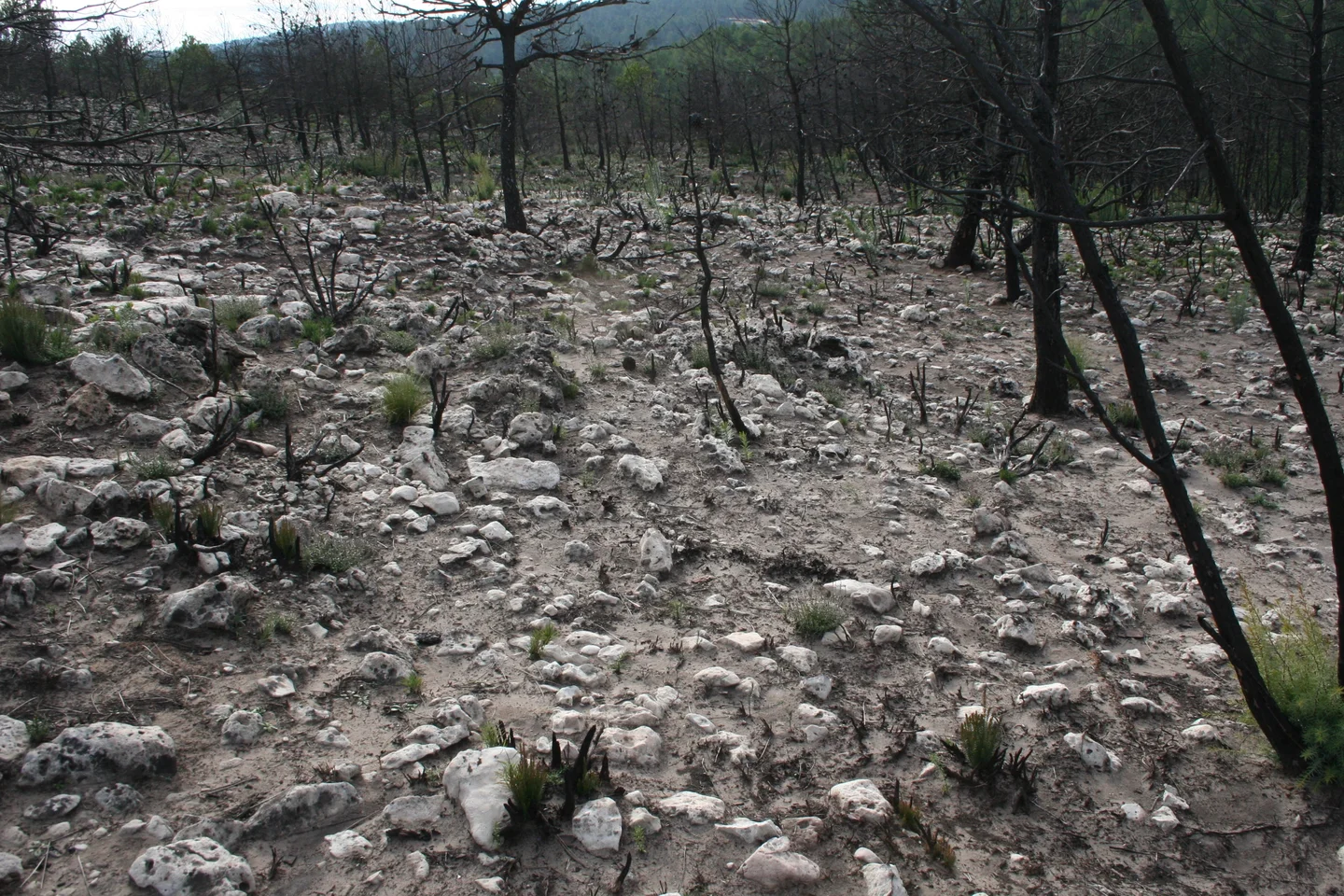 Rock fragments protect soil against erosion