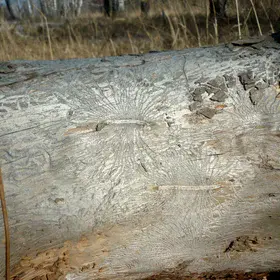 Work of the wood borers 