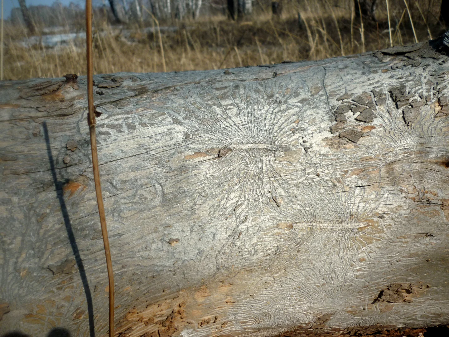 Work of the wood borers 