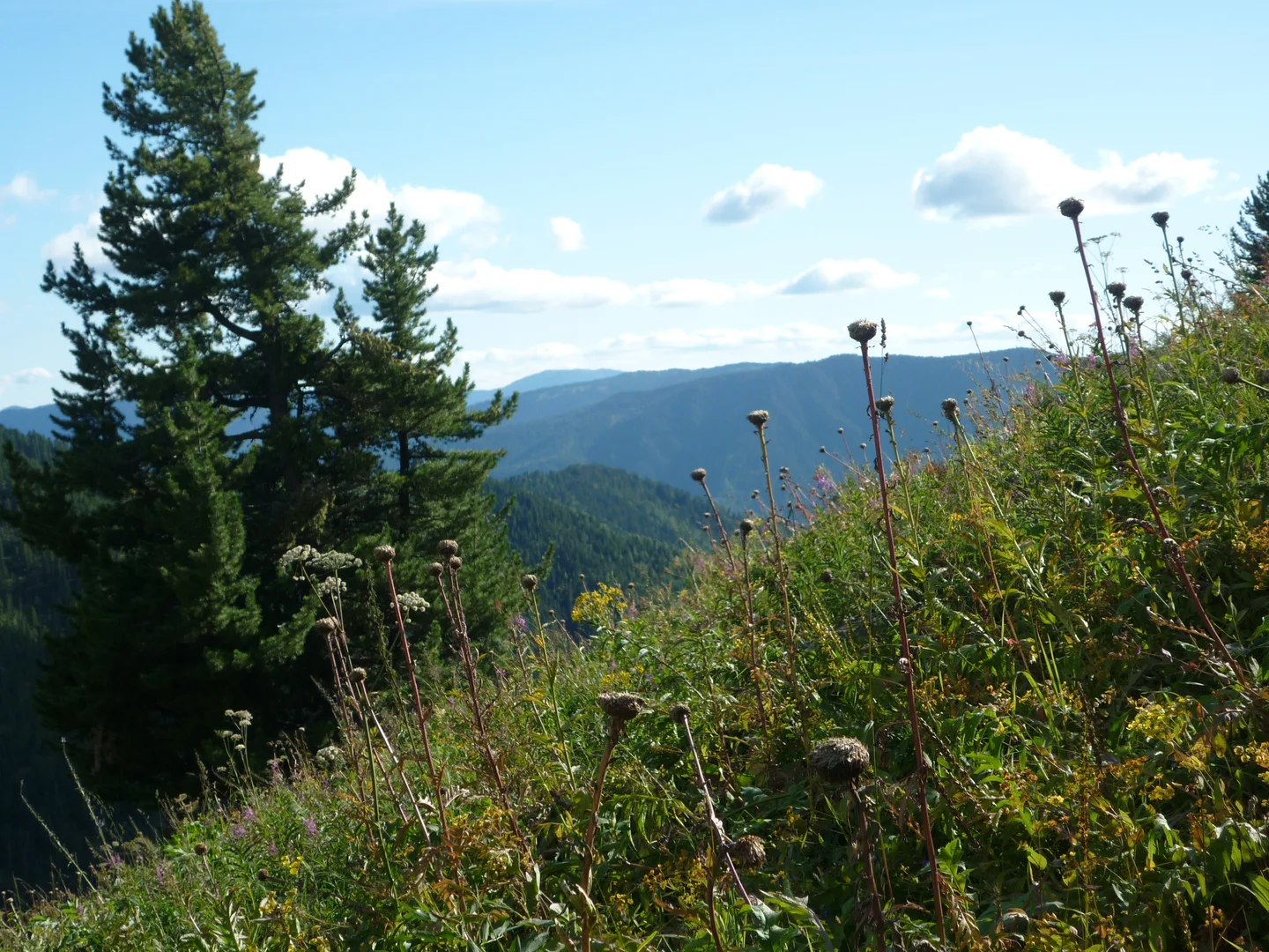 The Altay mountains 