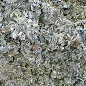 Gypsum concretions in a soil horizon