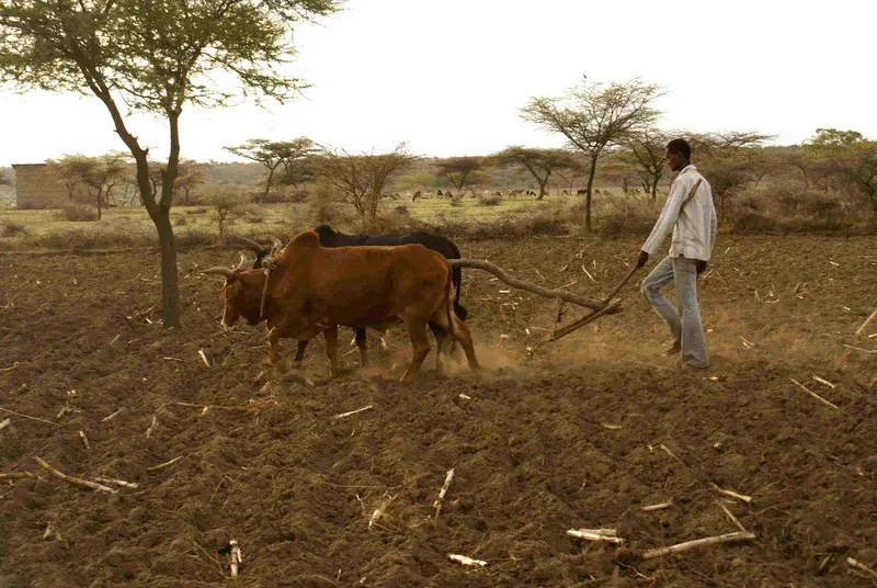 Ploughing in Central rift valley, ethiopia