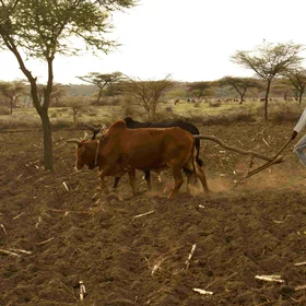 Ploughing in Central rift valley, ethiopia