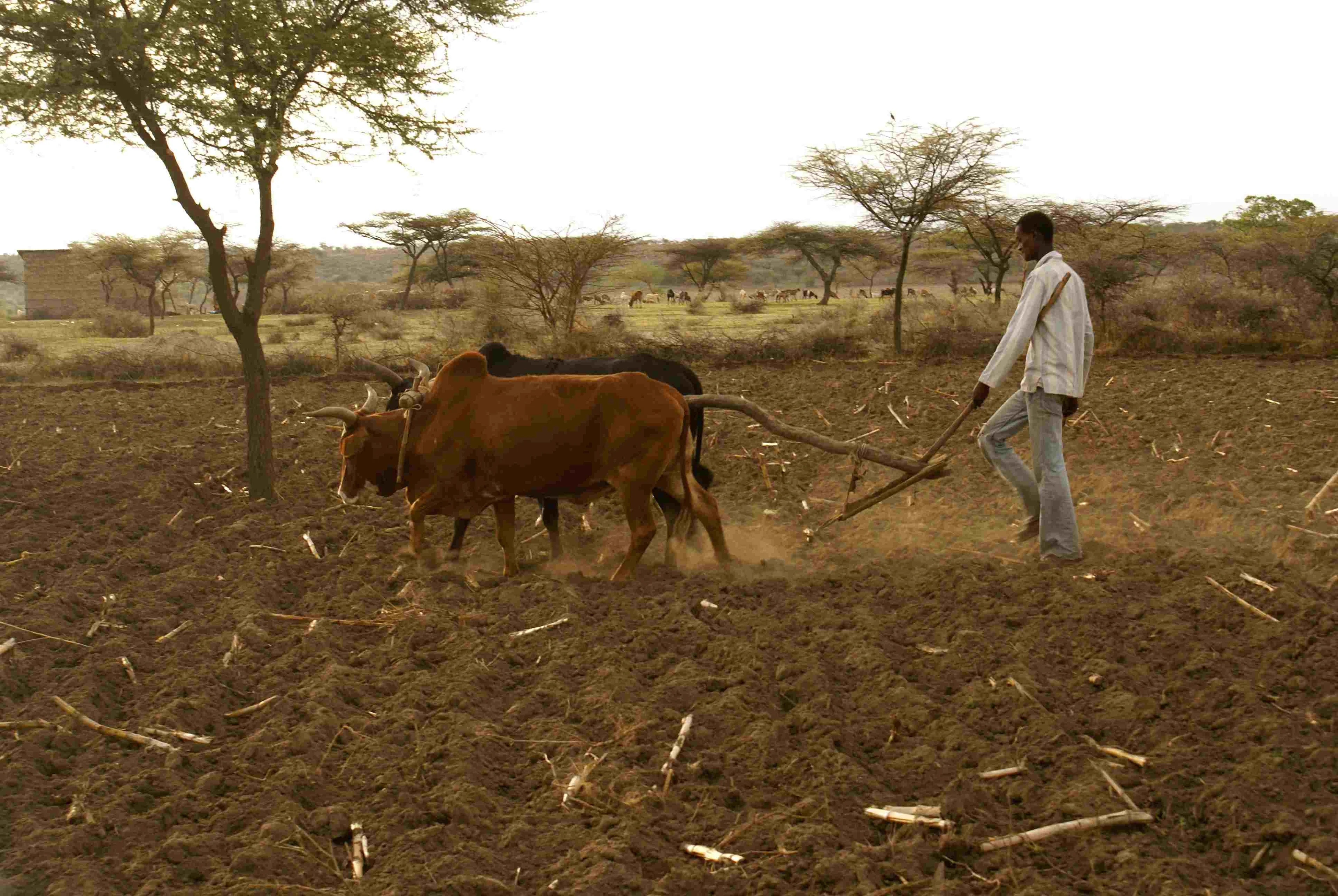 Ploughing in Central rift valley, ethiopia