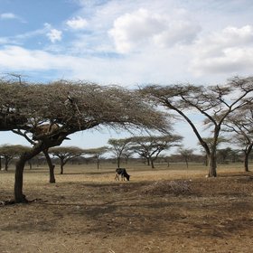 Rangeland in Central Rift Valley, Ethiopia