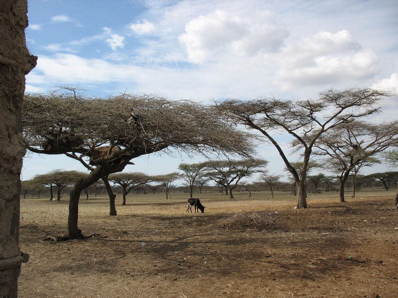 Rangeland in Central Rift Valley, Ethiopia