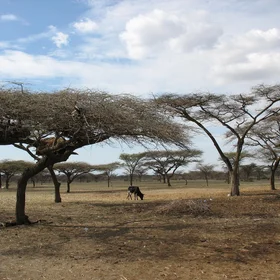 Rangeland in Central Rift Valley, Ethiopia