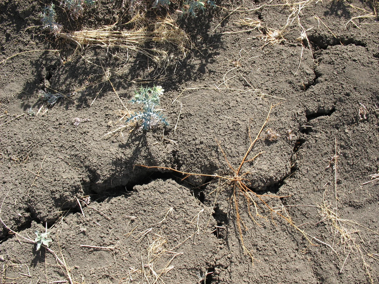 Vertisol in Tigray, Ethiopia