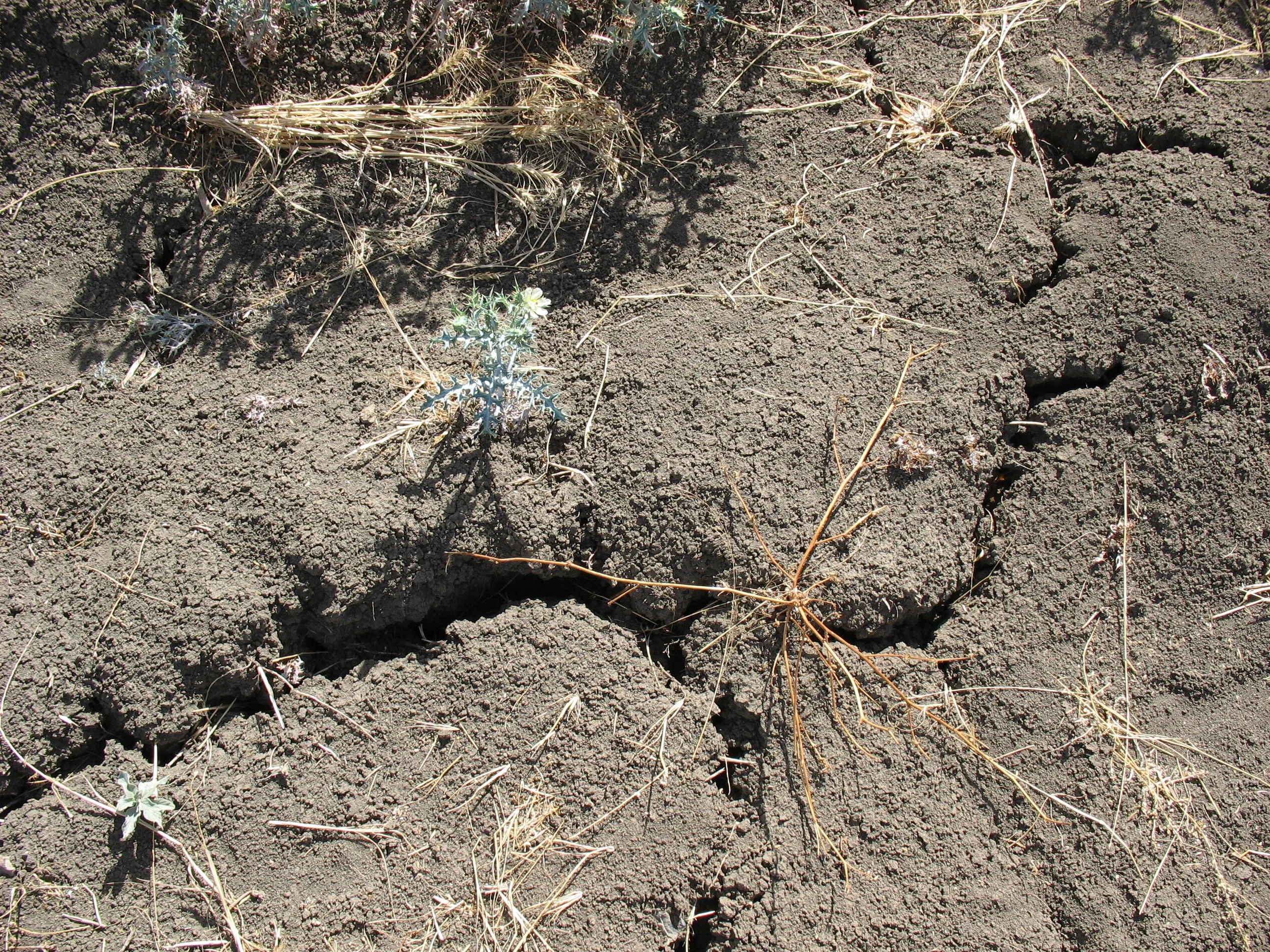 Vertisol in Tigray, Ethiopia