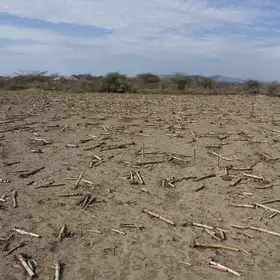 Mulching in Central rift valley
