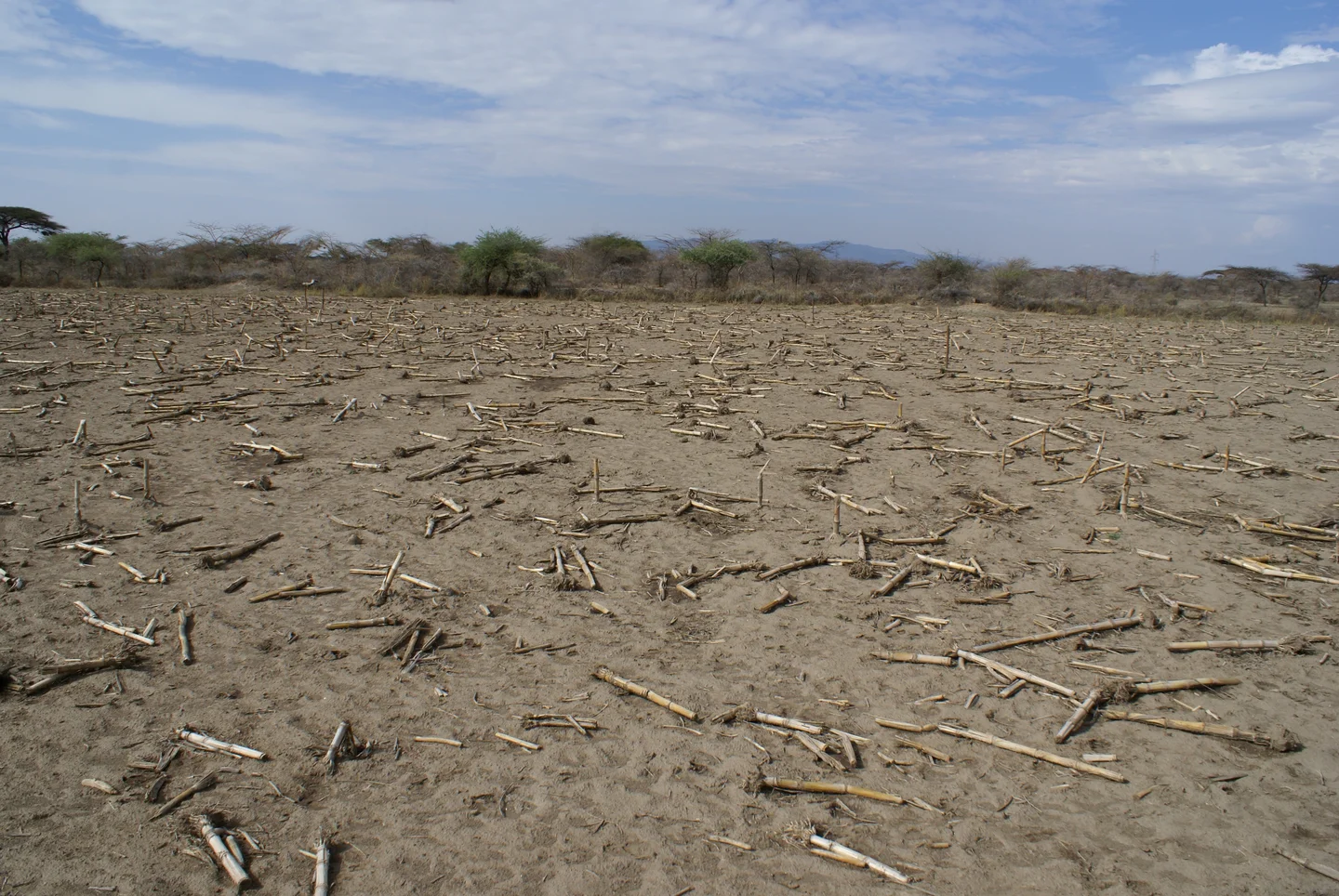 Mulching in Central rift valley
