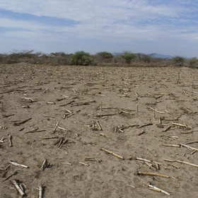 Mulching in Central rift valley