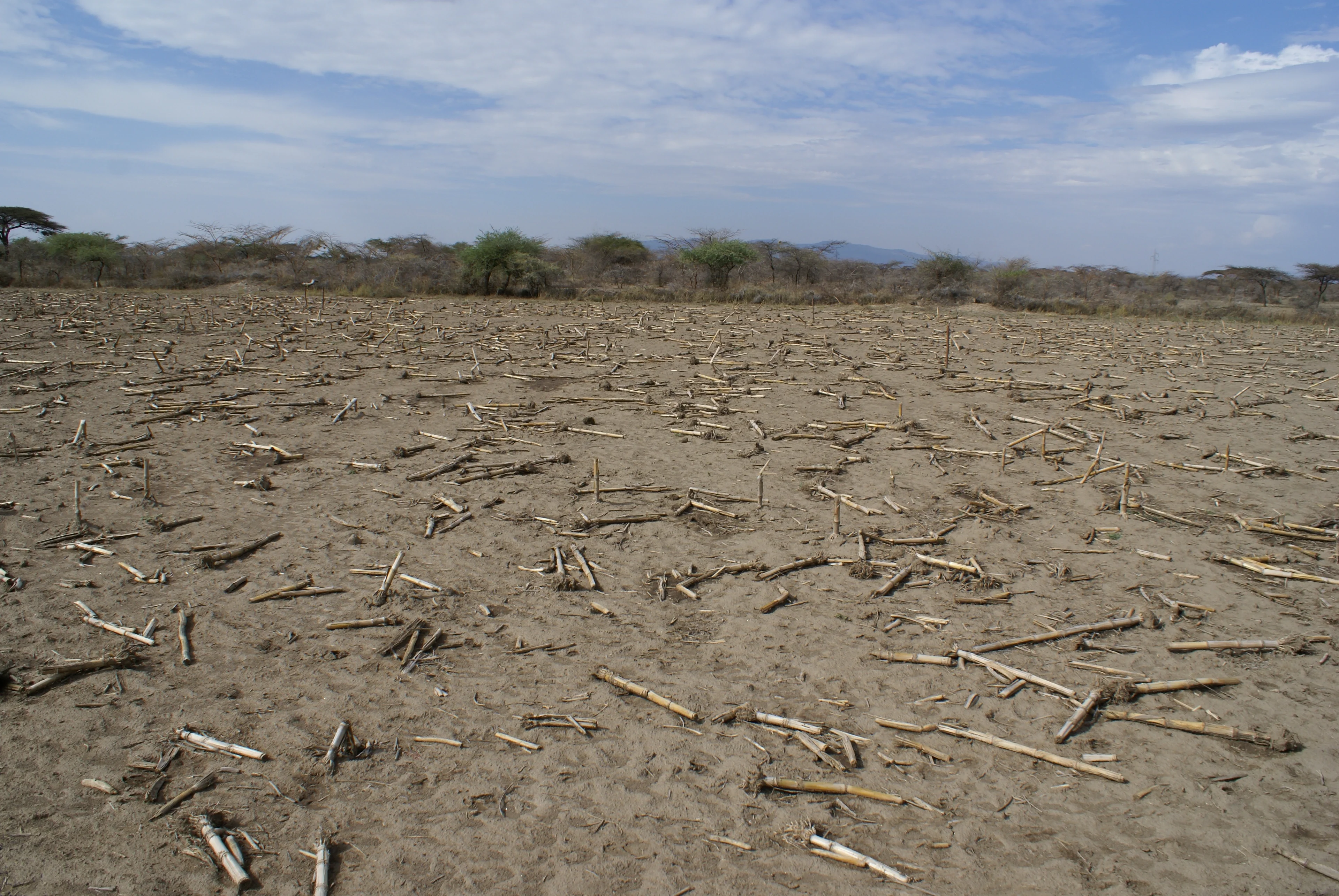 Mulching in Central rift valley