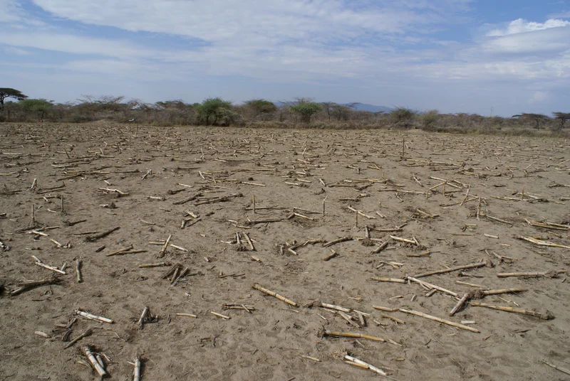Mulching in Central rift valley