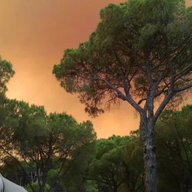 Smoke on the forest