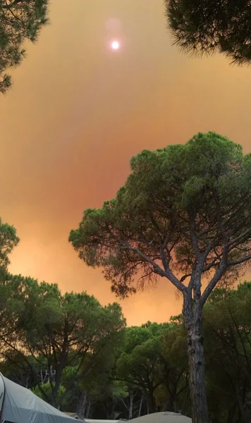 Smoke on the forest