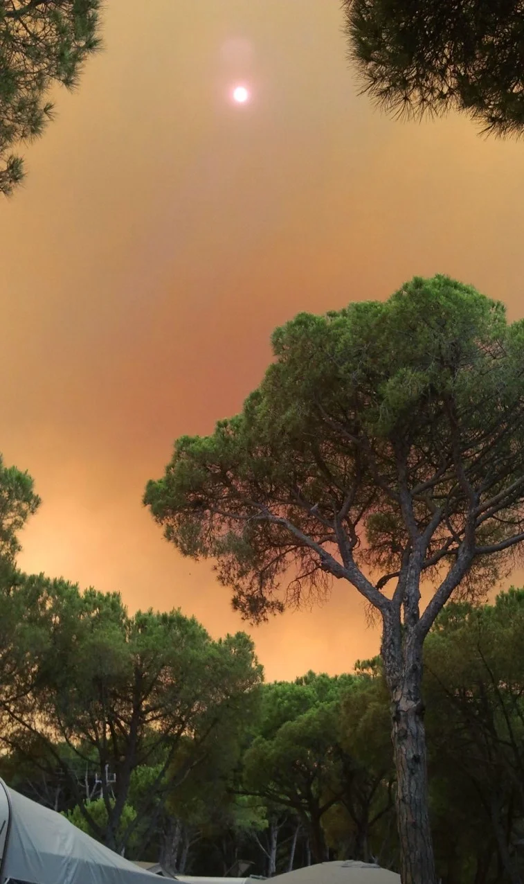 Smoke on the forest