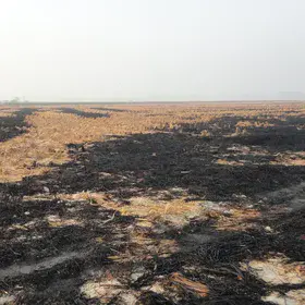 Wheat crop residue burned by farmers.