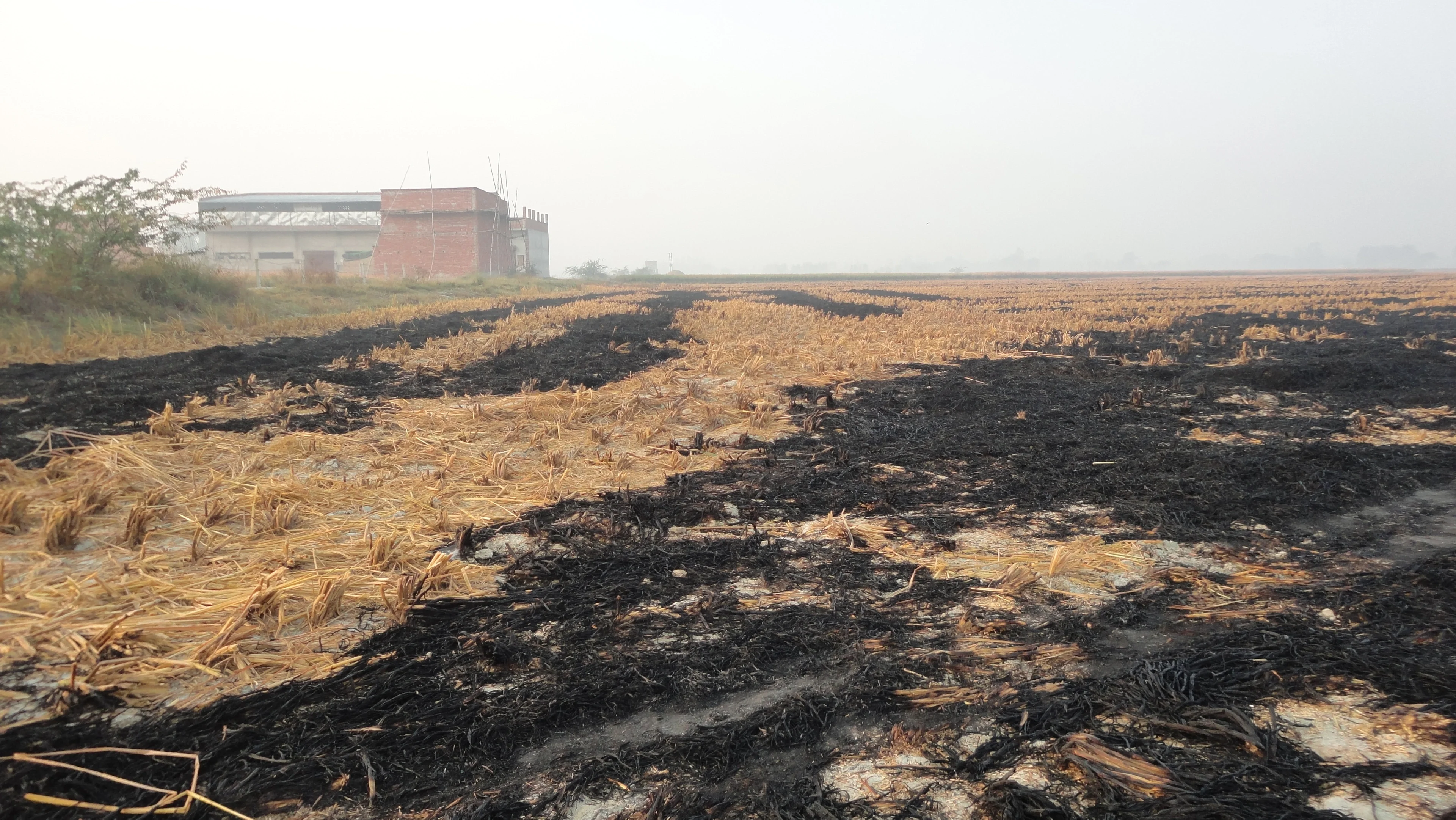 Wheat crop residue burned by farmers.