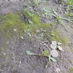 Moss on soil