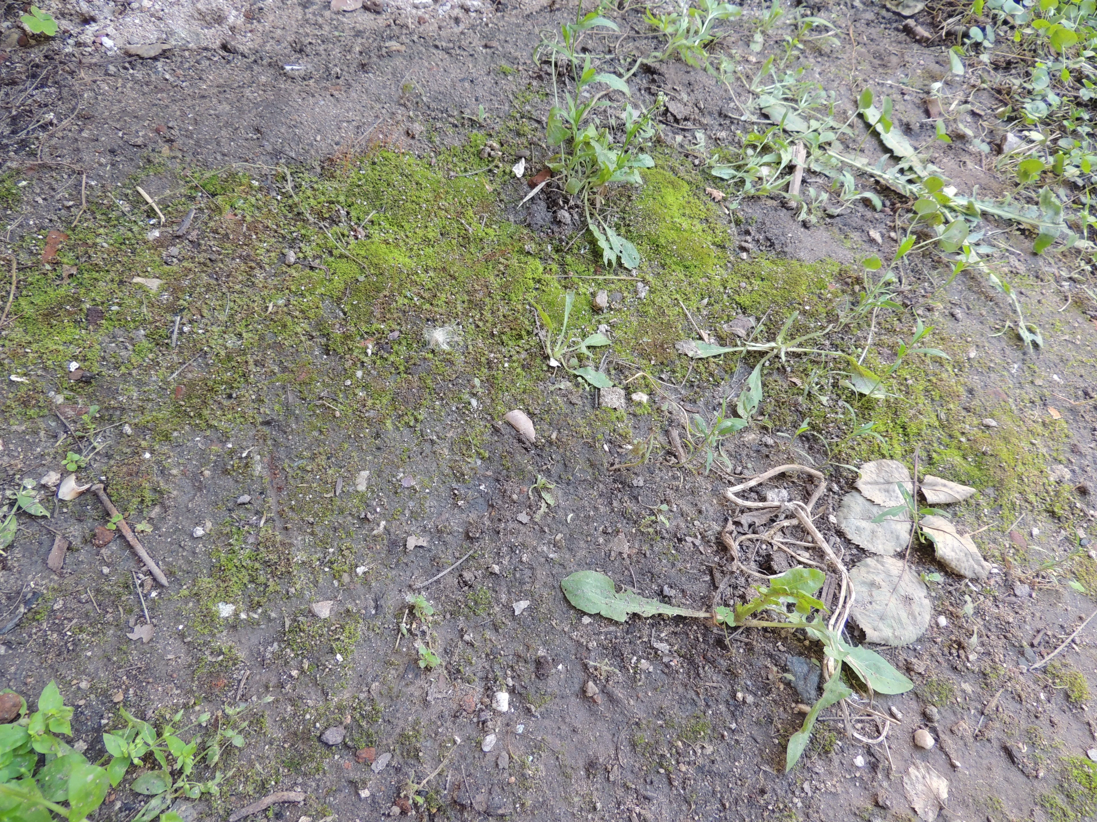 Moss on soil