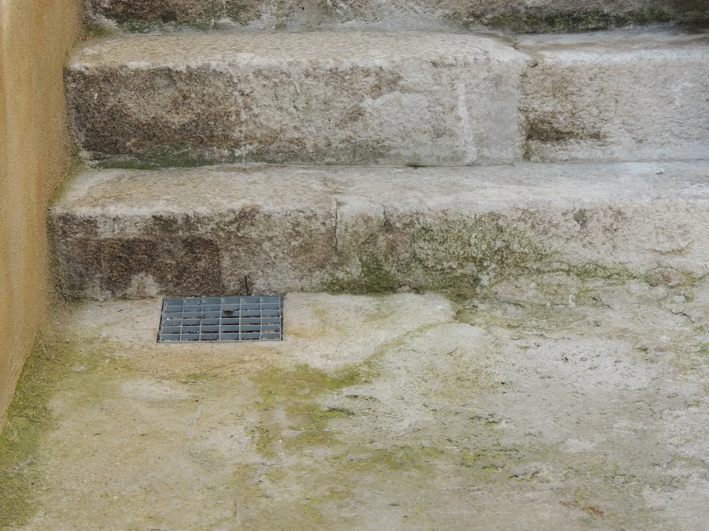 Green algae on cement 