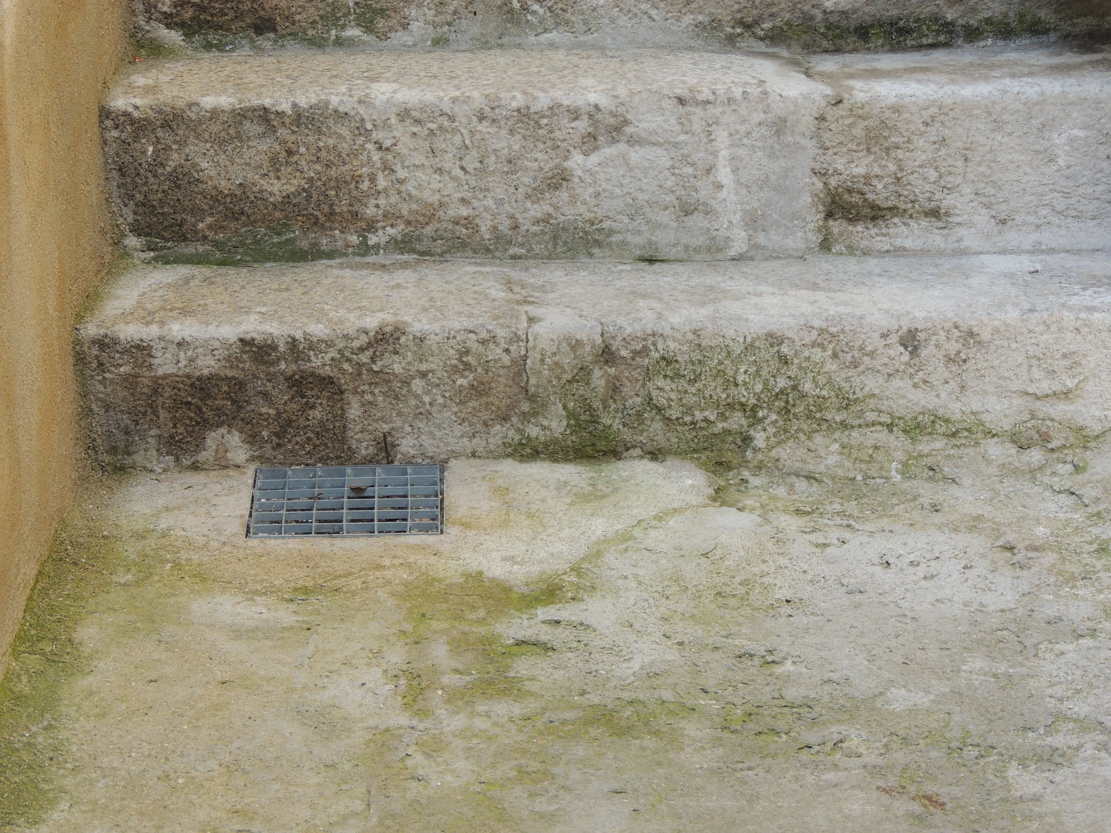 Green algae on cement 
