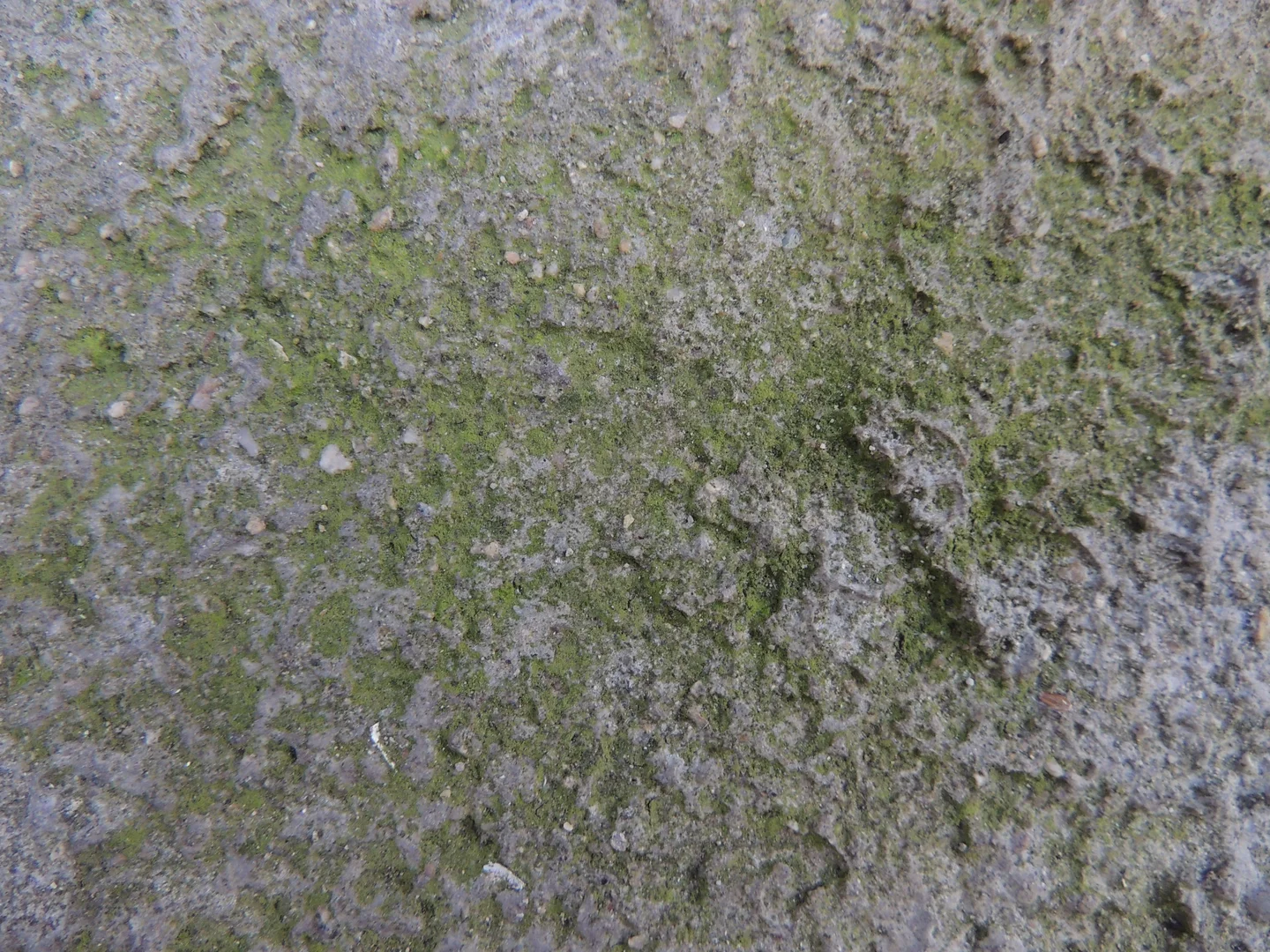 Green algae on cement