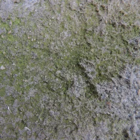 Green algae on cement