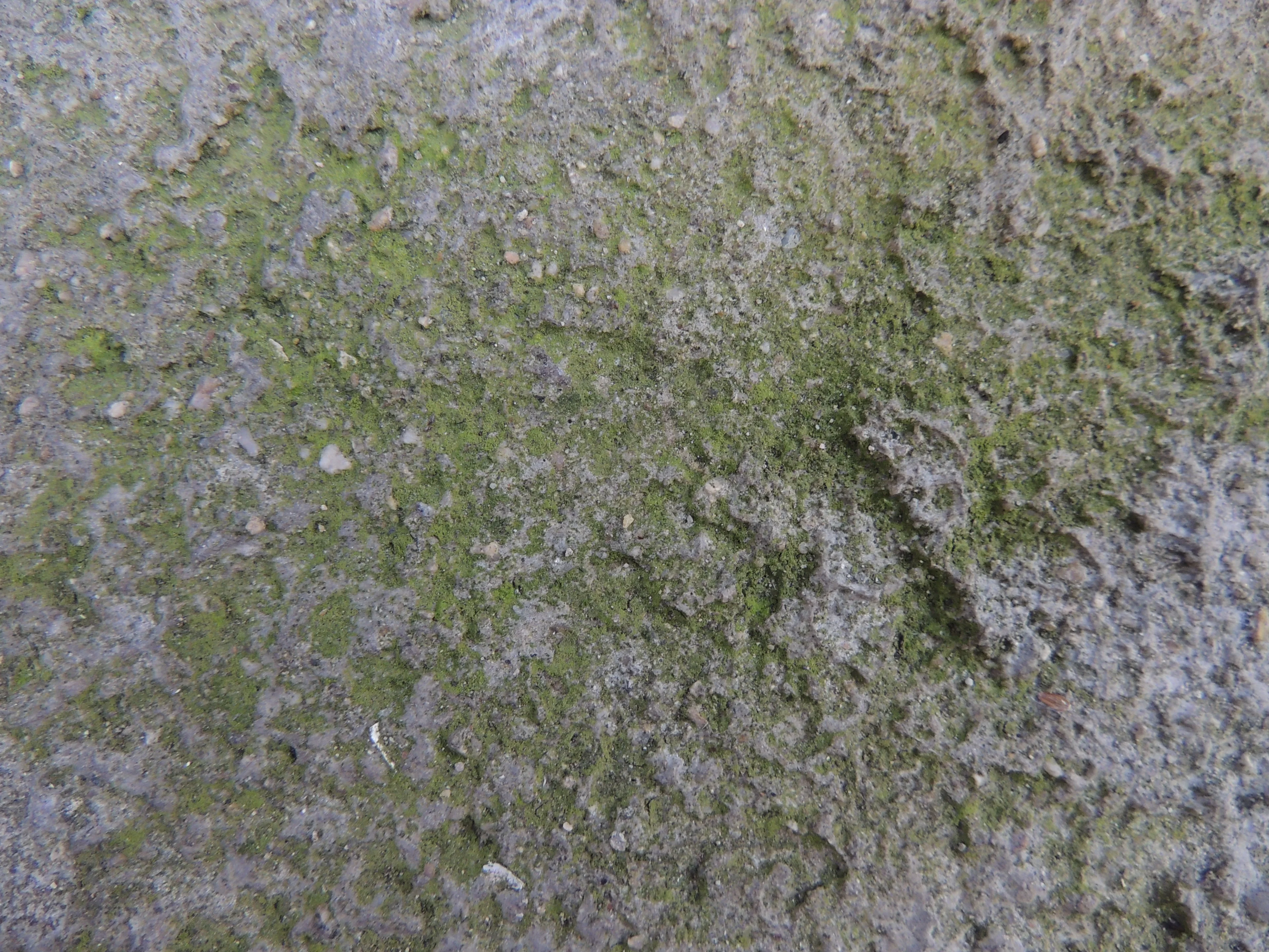 Green algae on cement
