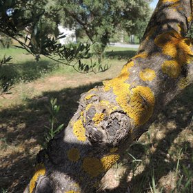 Lichens on olive tree trunk