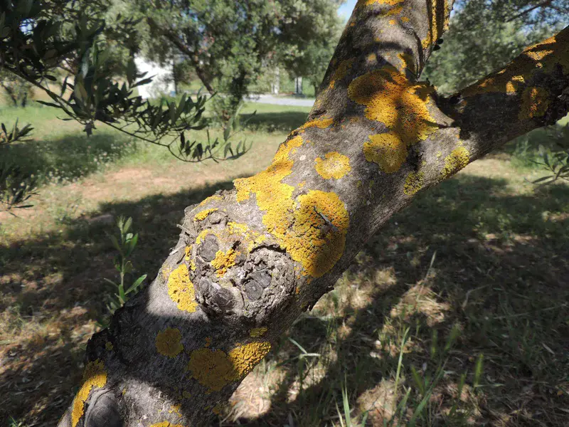 Lichens on olive tree trunk