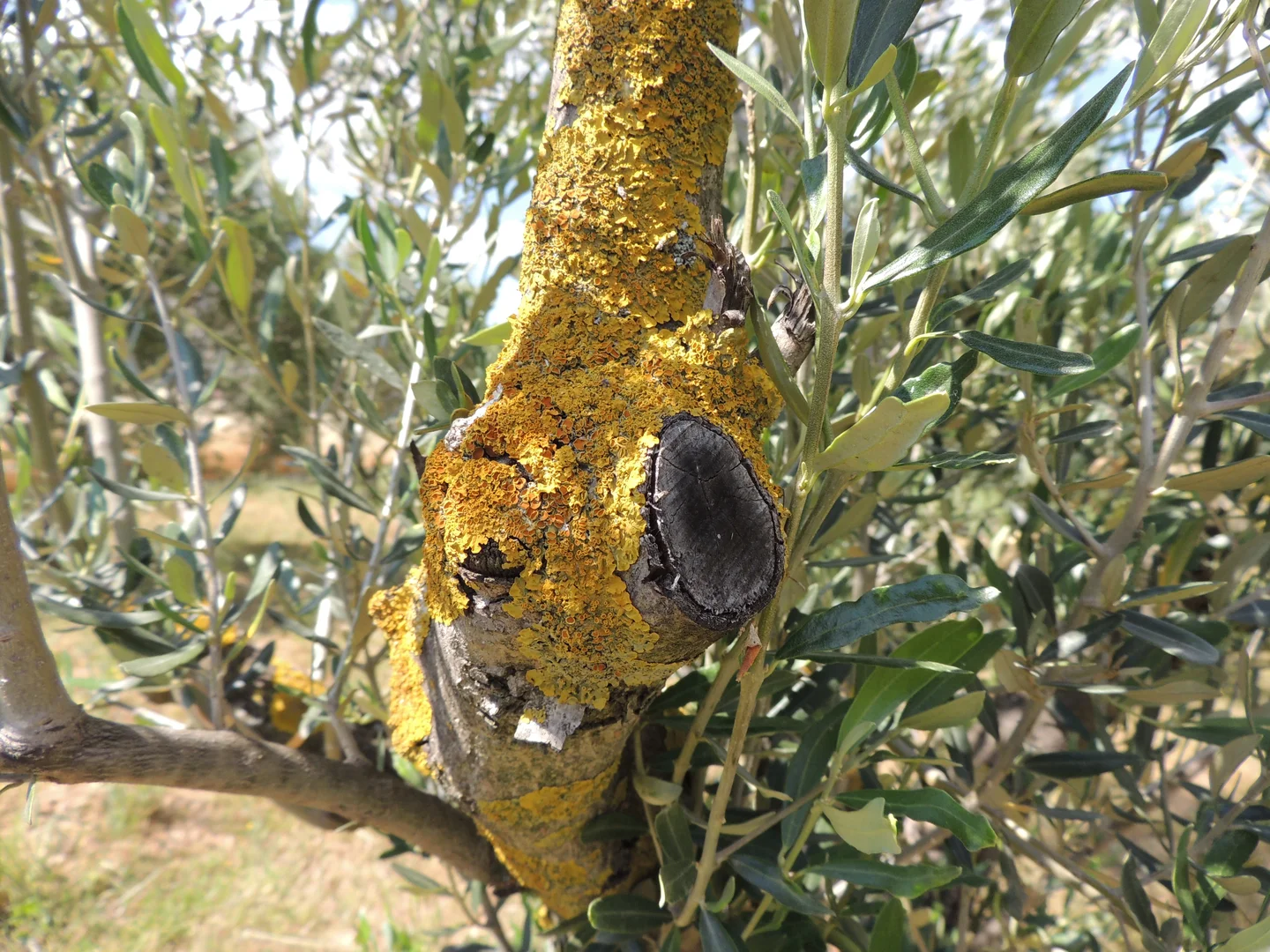 Lichens on olive tree trunk