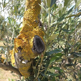 Lichens on olive tree trunk