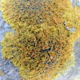 Lichen closeup