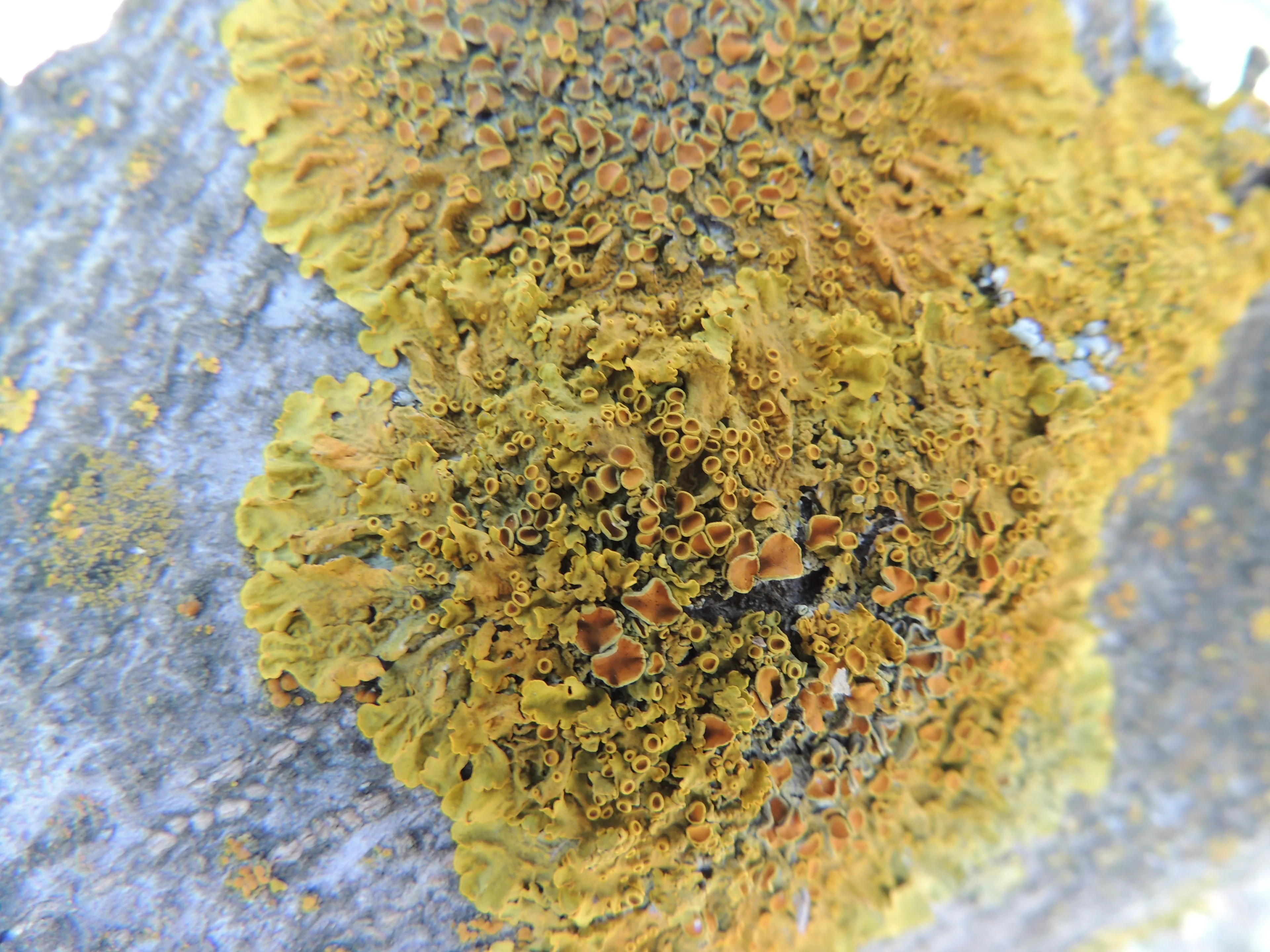 Lichen closeup
