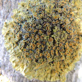 Lichen closeup