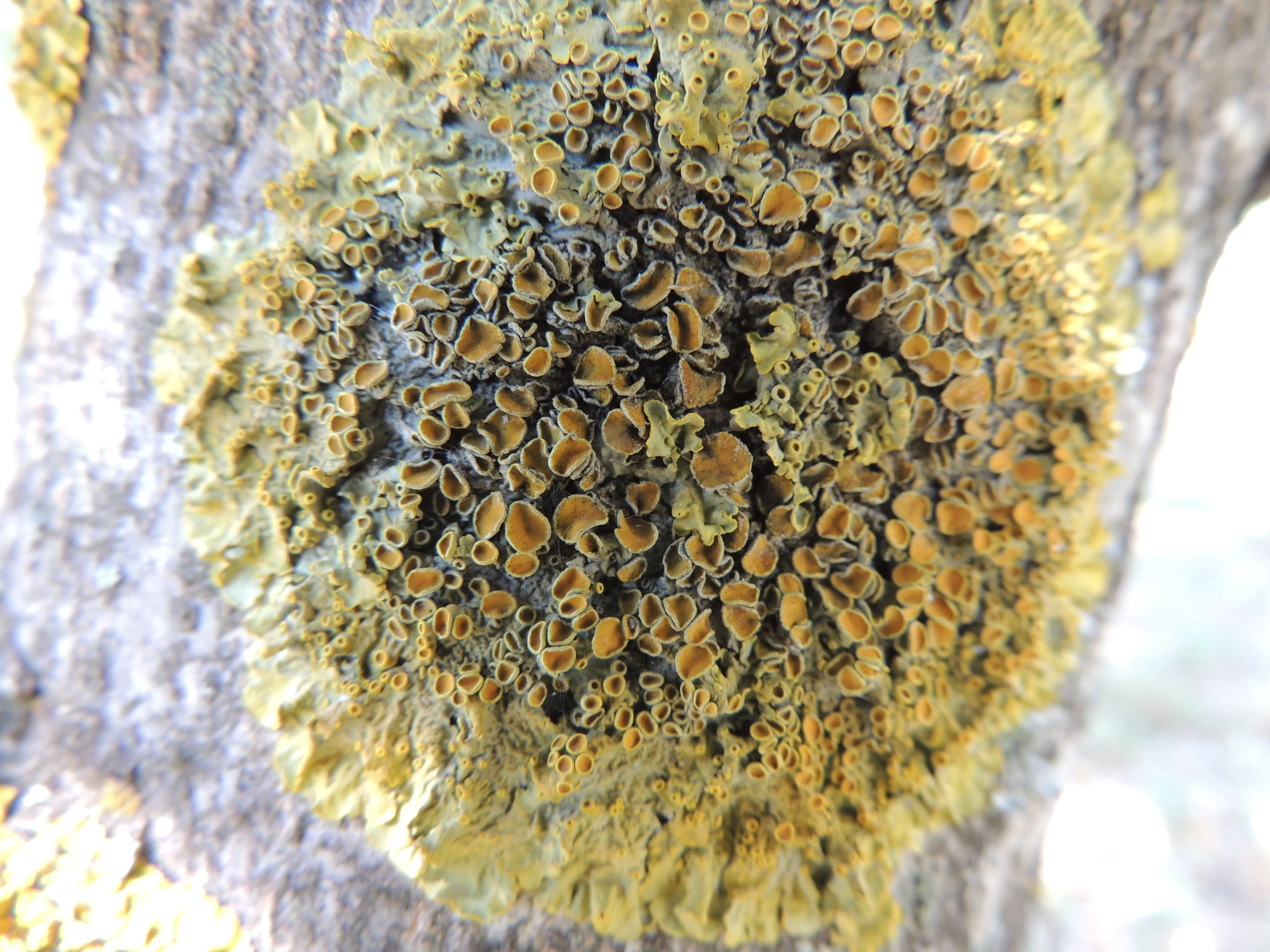Lichen closeup