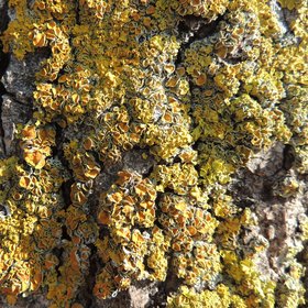 Lichens on tree trunk