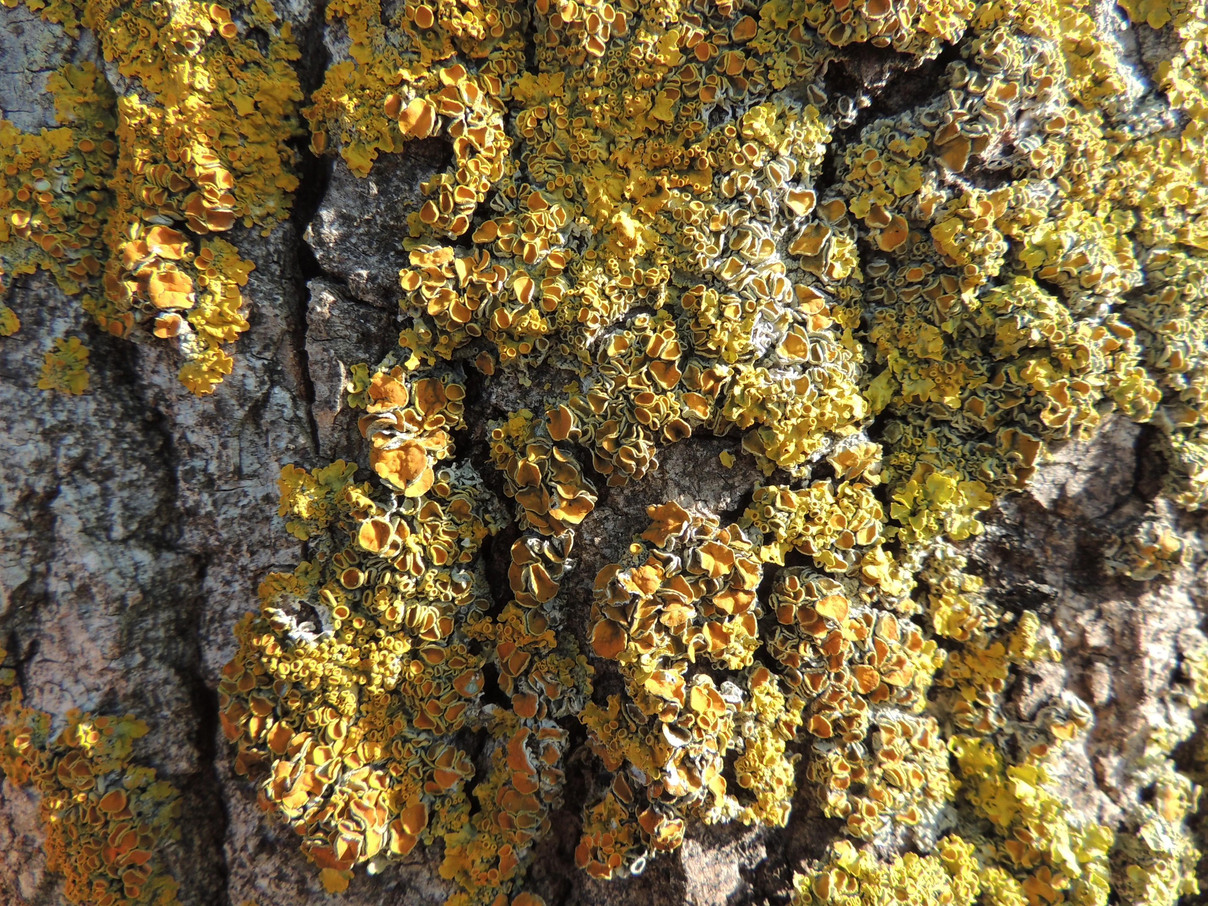 Lichens on tree trunk